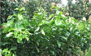 精選三紅蜜柚苗與紅心蜜柚苗，廠家直供，品質保障，歡迎批發洽談